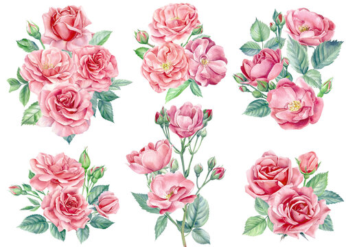 Set of beautiful flowers. Rose floral elements on a white background, watercolor painting