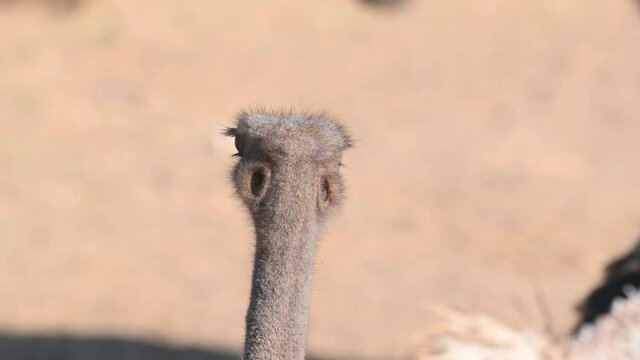 Common Ostrich, Struthio camelus, Africa; close-up of the back of its head exposing its ears and thick feathery skin and scalp as it turns to the left, blistering afternoon sun.
