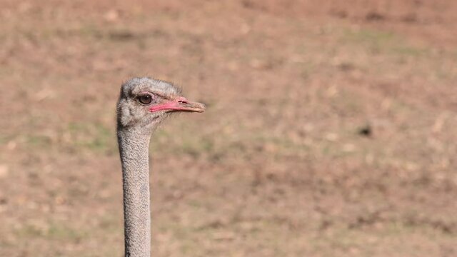 Common Ostrich, Struthio camelus, Africa; a 4K footage of an individual under the afternoon sun facing to the right of the frame and turns to face the camera.