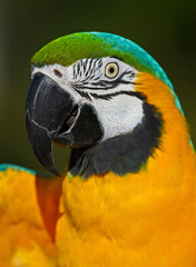Blue & Gold Macaw with open eyes