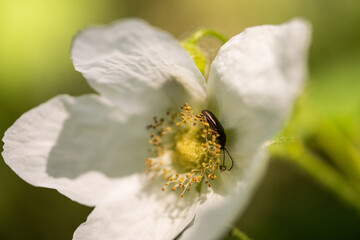 beetle hiding in a wild rose flower