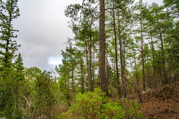 The scenic views from the skirts of Sivridag, at the massif of Beydaglari  near Gedeller village in Antalya