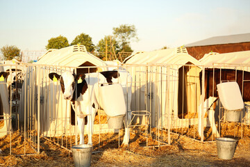 Pretty little calf near fence on farm. Animal husbandry © New Africa