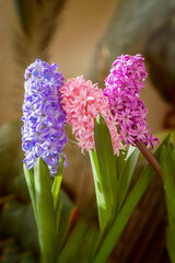 Obraz premium Colorful hyacinths close-up, traditional Easter flowers, aroma gift. Bouquet of mixed color