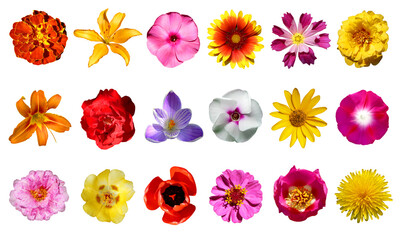 collection of flowers