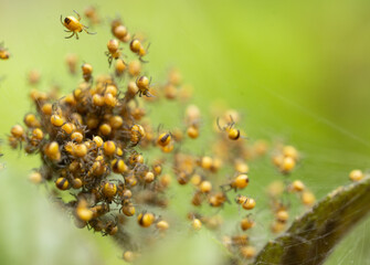 baby spiders hatching in a bunch on a tree branch