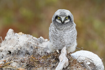 Eurasian Pygmy Owl
