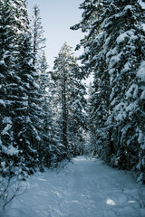 snow covered forest