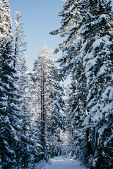 winter forest in the snow