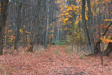 Obraz premium European forest in autumn.