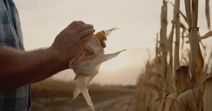 Farmer's hands hold corn cob, work in field