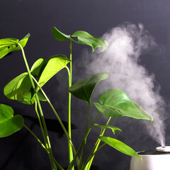 Monstera houseplant wetting leaves. Care plants, hobby. Indoor home garden