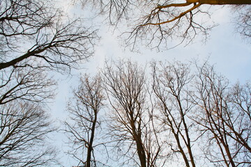 Wide-angle view looking up into the bare branches of the tree tops in the woods as the sun sets. Blue sky in the background.