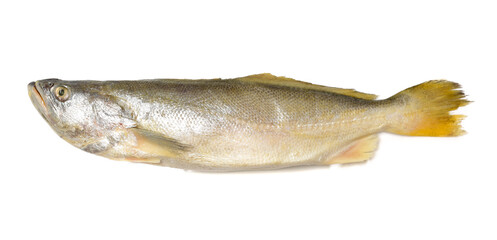 Yellow Croaker Fish On White background 