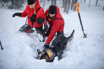 Mountain rescue service with dog on operation outdoors in winter in forest, digging snow.