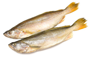 Yellow Croaker Fish On White background 