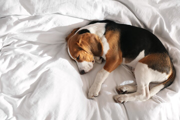 Cute Beagle puppy sleeping on bed, top view. Adorable pet