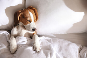 Cute Beagle puppy sleeping in bed, top view. Adorable pet