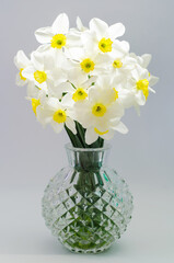 narcissus in vase