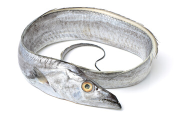 asian ribbon fish on white background