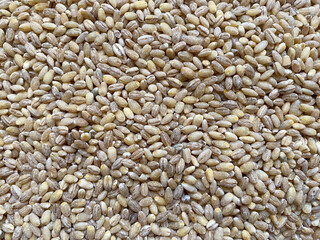 Background of dry pearl barley close-up. The texture of the barley porridge
