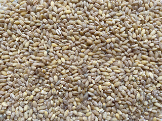Background of dry pearl barley close-up. The texture of the barley porridge