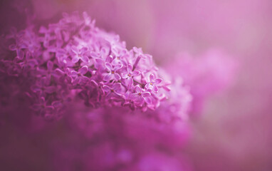 Delicate fragrant flowers of pink lilac grow on a bright May day. Spring nature.