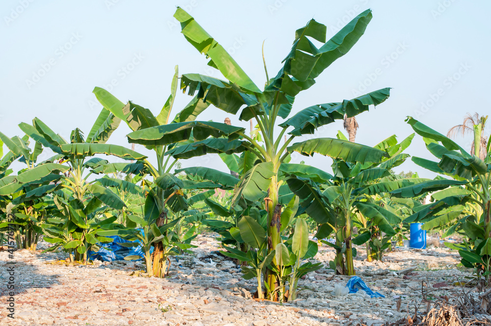 Wall mural banana plantation on concrete and garbage