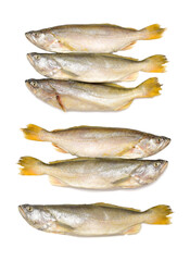 Yellow Croaker Fish On White background 