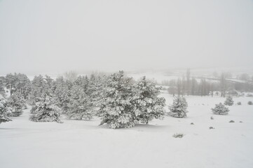 Landscape of snowy trees during winter