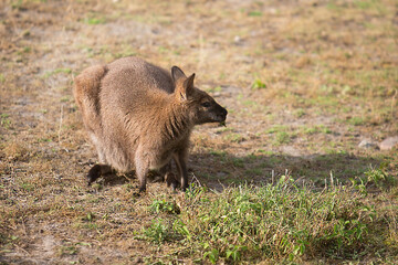 Australian kangaroo eating grass in the meadow.