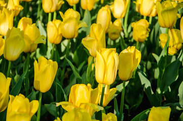 Yellow flowers of tulips close up nature background