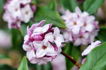 Daphne bholua, the Nepalese paper plant, in flower