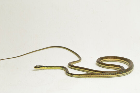 Painted bronzeback snake (Dendrelaphis pictus) isolated on white background
