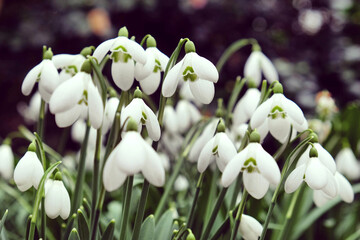 Fototapeta premium The white flowers of the giant snowdrop, galanthus elwesii, in bloom