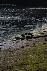 漁港で食事をするオオバン