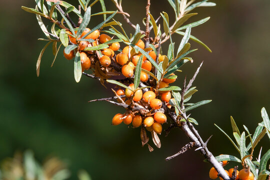 sea buckthorn