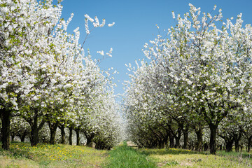 Cherry blossom trees garden