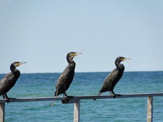 Vögel in einer Reihe an einem Geländer