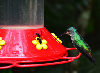 Colibrí © Veronica