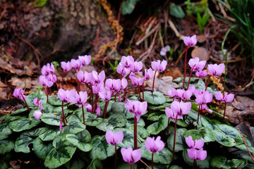 Cyclamen coum, the eastern sowbread, in flower