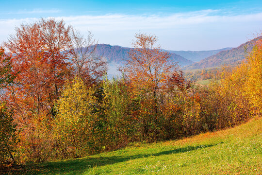 mountainous rural landscape in autumn. trees the edge of a hill in colorful foliage. sunny day with bright blue sky