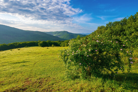 green grass on the meadow in mountains. sunny summer morning in carpathian countryside. rosebush on the hill. beech forest in the distance. clouds on the blue sky