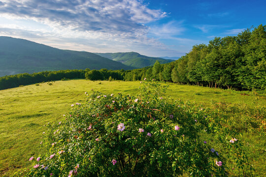 green grass on the meadow in mountains. sunny summer morning in carpathian countryside. rosebush on the hill. beech forest in the distance. clouds on the blue sky