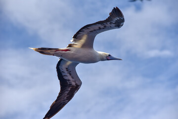 Seabird Masked, Blue-faced Booby (Sula dactylatra) flying over the ocean. Seabird is hunting for flying fish jumping out of the water.
