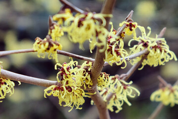 Hamamelis x intermedia 'savill starlight'' witch hazel iin flower during the winter