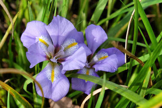 Purple Iris unguicularis, Algerian iris, in flower
