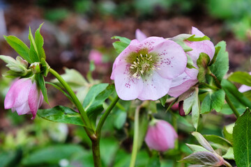 Pale pink speckled Hellebores, or lenten rose, in flower