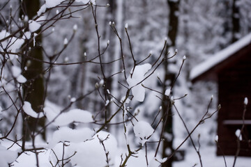 Krajobraz zimowy z gałęziami krzewu pokrytymi śniegiem w mroźną porę - obrazy, fototapety, plakaty