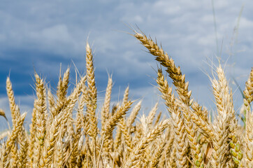 Fototapeta premium Arable land, field of ripe grain. Petrovaradin, Novi Sad, Vojvodina, Serbia. 